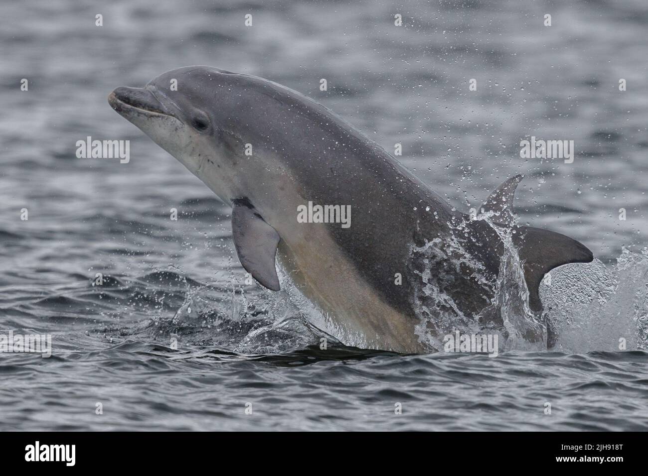 Großer Delphin. Moray Firth. Schottland. 2022. Stockfoto