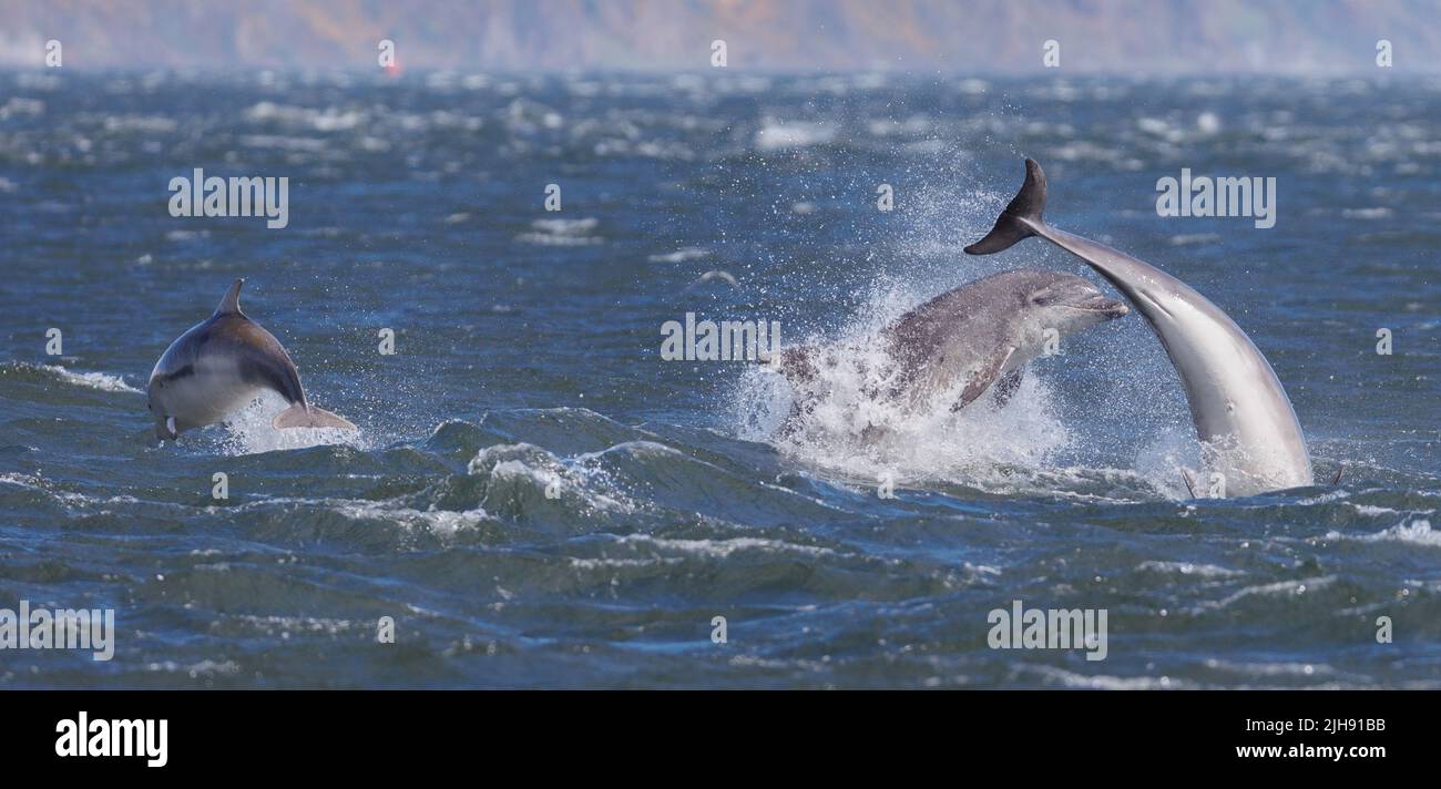 Großer Delphin. Moray Firth. Schottland. 2022. Stockfoto