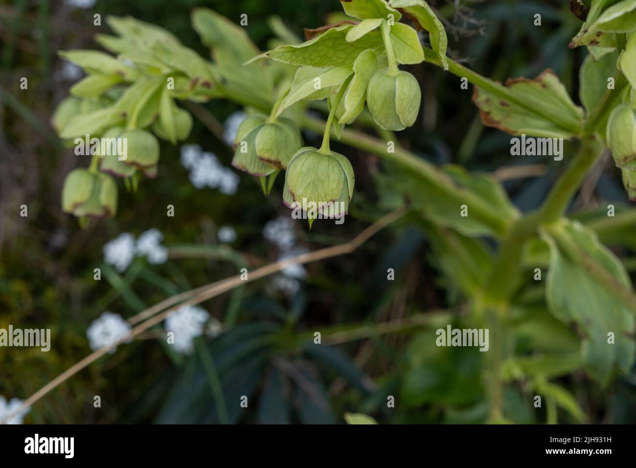 Stinkender Hellebore (Helleborus foetidus) gelblich-grüne Blüten, die im Frühjahr blühen Stockfoto