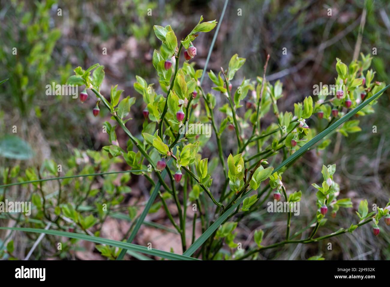 Europäische Heidelbeere (Vaccinium myrtillus) Wildpflanze mit roten unreifen Beeren Stockfoto