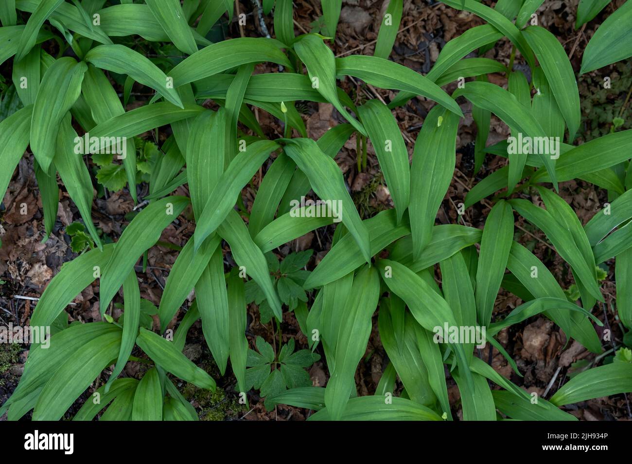 Bärlauch (Allium ursinum) frische grüne Blätter Stockfoto