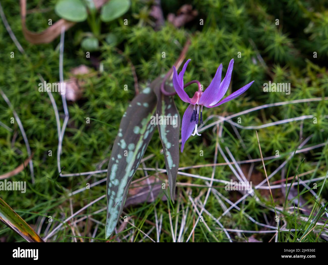 Hahnentrittviolett (Erythronium dens-canis) frühlingshafte Blüte und braun gefleckte Blätter Stockfoto