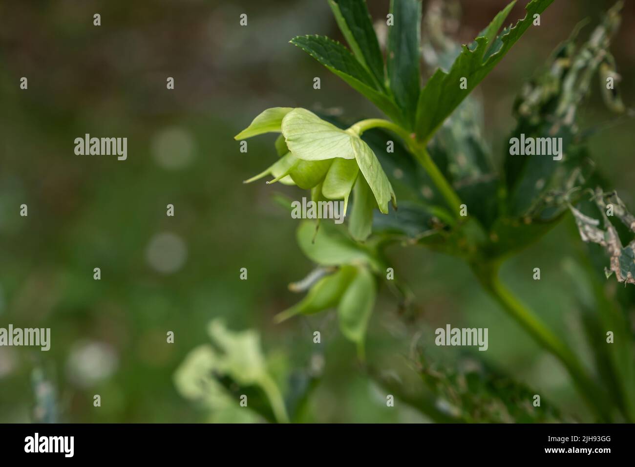 Grüne Hellebore (Helleborus viridis) Früchte Stockfoto