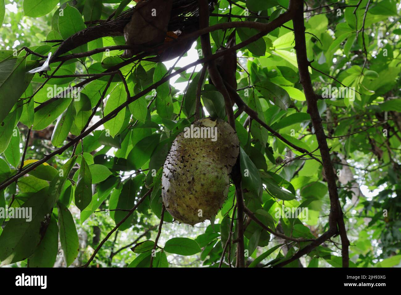 Eine reife Soursop (Annona muricata) Frucht, die von den wilden Tieren gegessen wird, bevor sie vom Baum geerntet wird Stockfoto