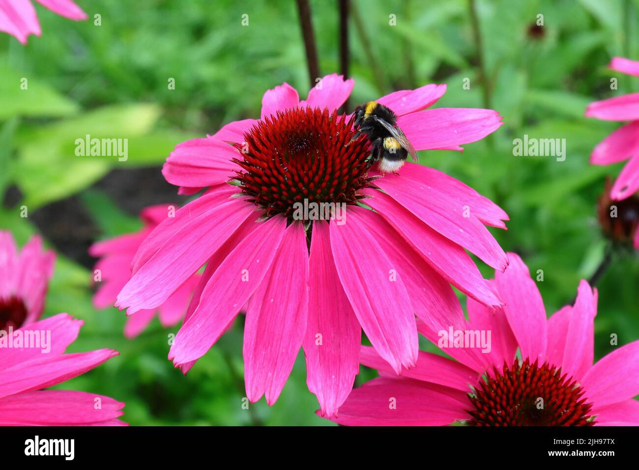 Nahaufnahme eines rosa Echinacea purpurea und einer kleinen Hummel, die auf dem Blütenkopf nach Nektar sucht Stockfoto