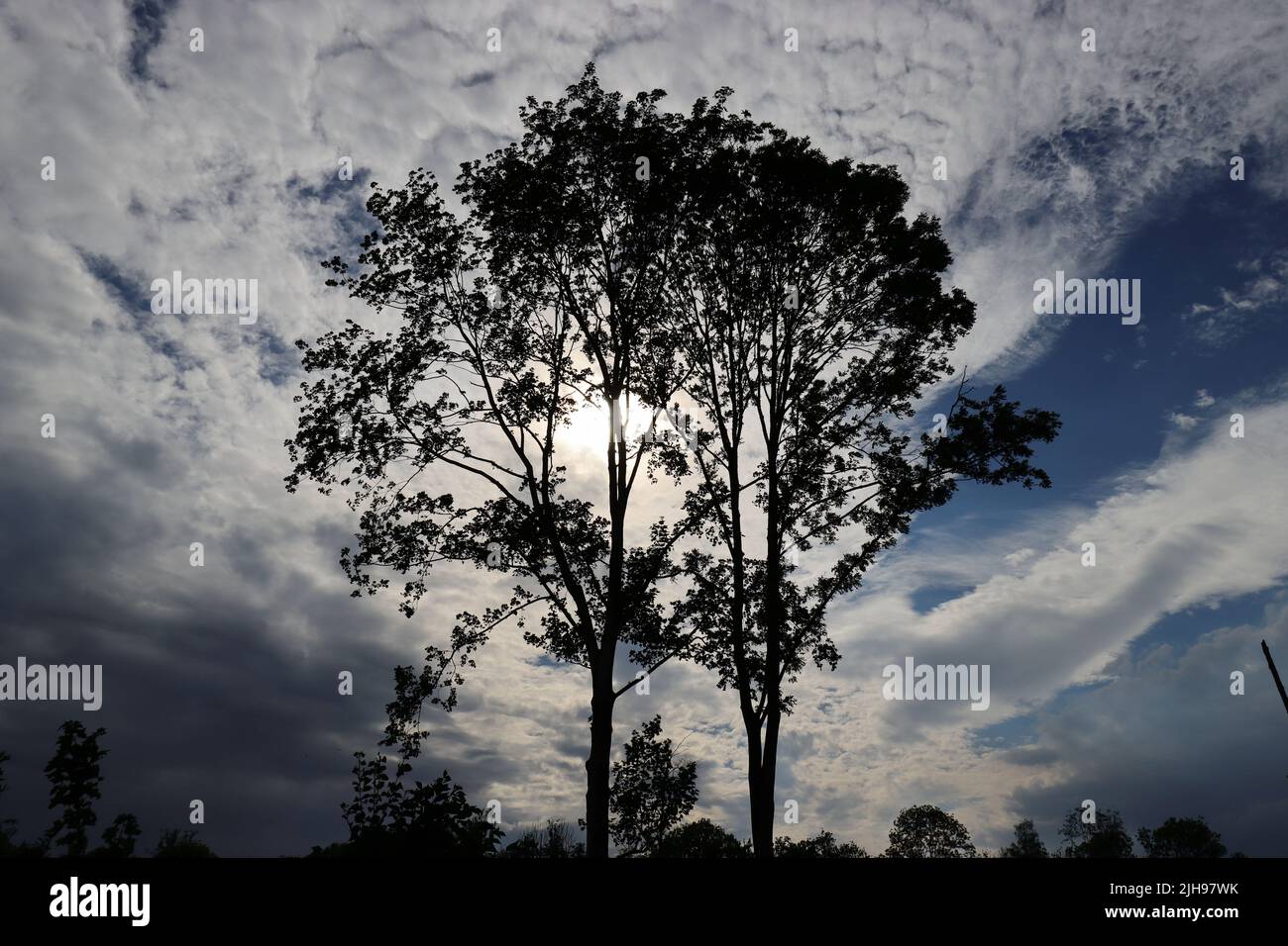 Weitwinkelaufnahme einer Abendlandschaft mit Wolken, Sonnenlicht und den dunklen Silhouetten von Bäumen Stockfoto