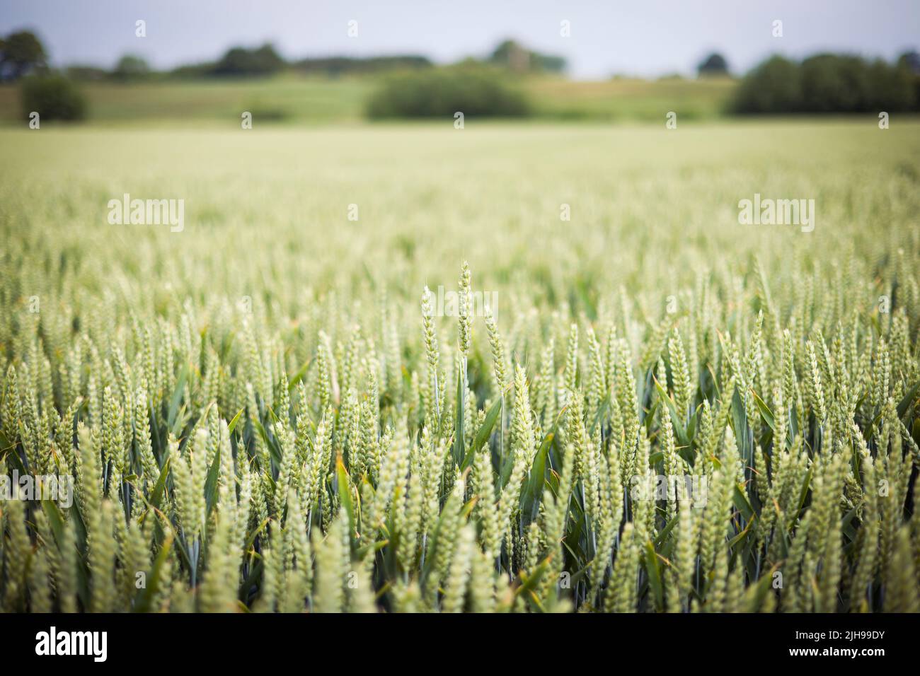 Weizenfeld. Nahaufnahme von grünen Ähren von Weizen, Feldfrüchten auf einem Bauernhof auf dem Land in Großbritannien Stockfoto