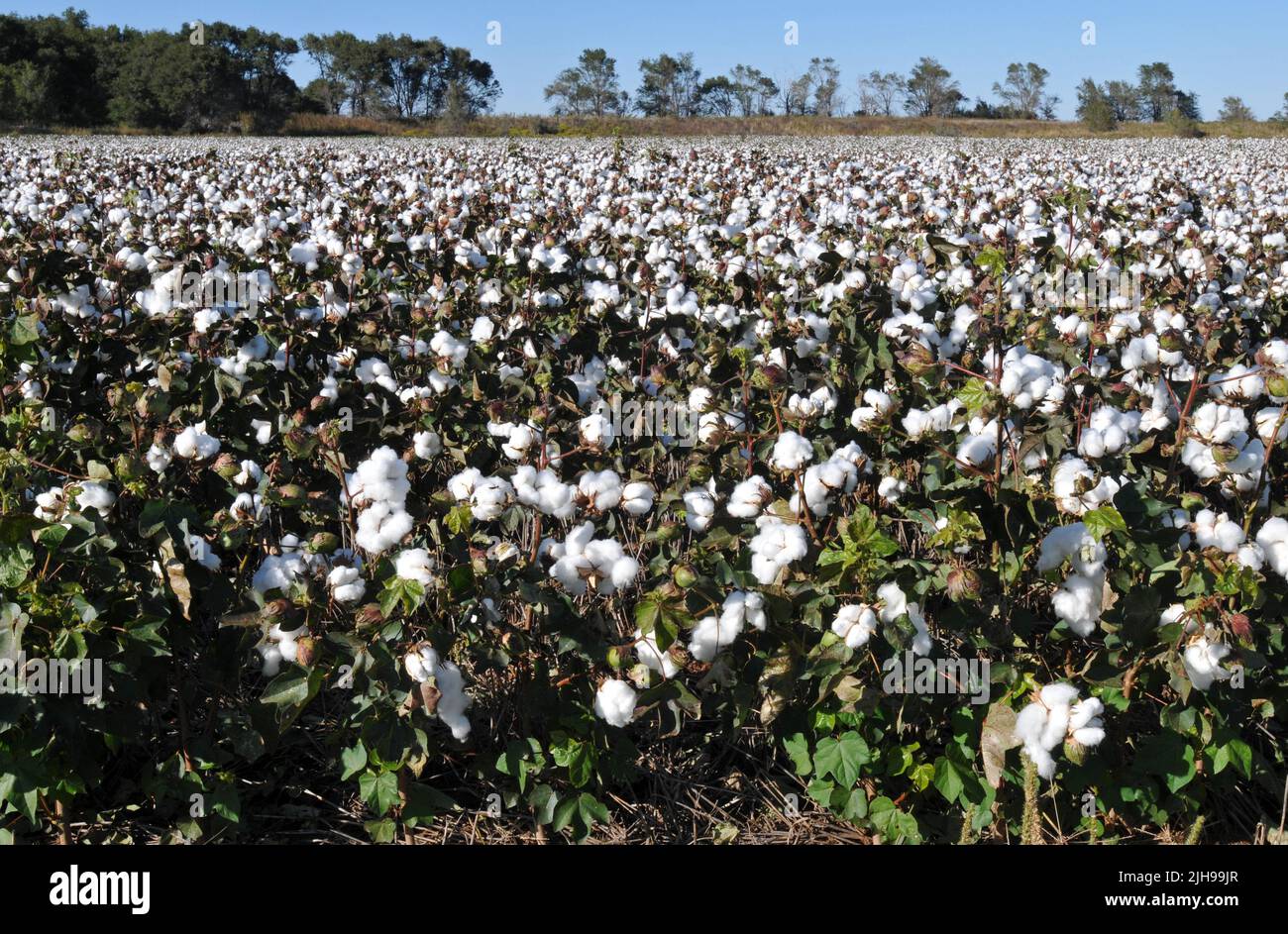 Ein Baumwollfeld im Westen von Oklahoma. Baumwolle ist nach wie vor ein wichtiger Export für den Staat. Stockfoto