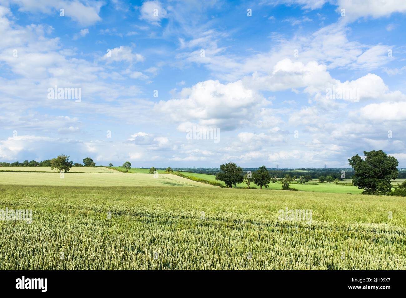 Englische Landschaft, Großbritannien. Landschaft mit grünem Weizenfeld, blauem Himmel und Wolken Stockfoto