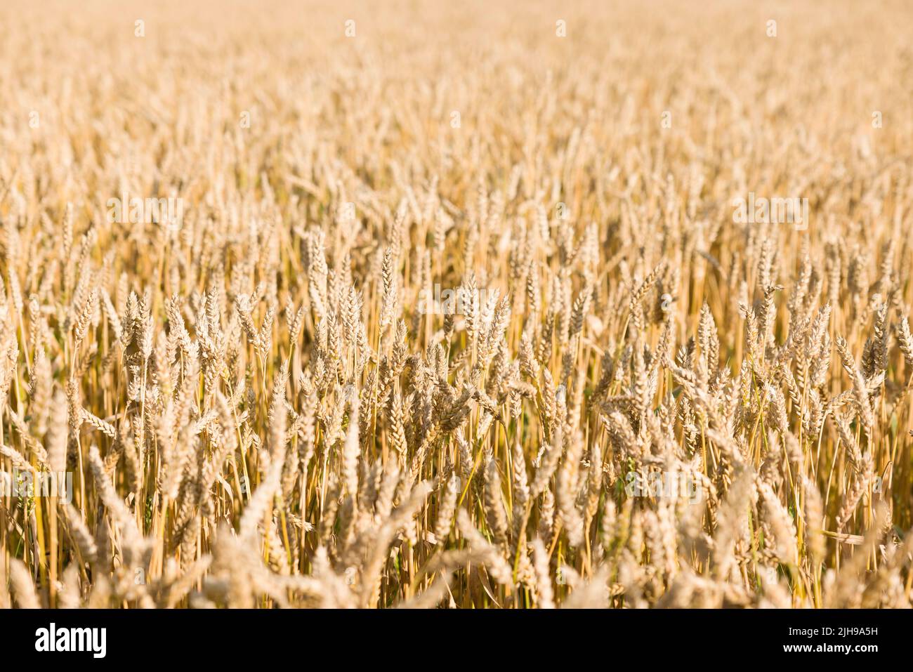 Feld aus goldenem Weizen. Nahaufnahme von Weizenohren, Kulturen, die auf britischem Ackerland wachsen Stockfoto