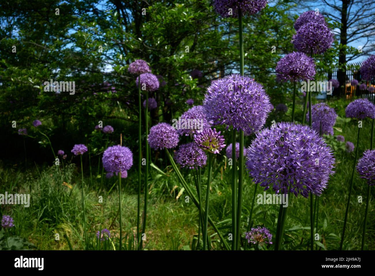 Sommergarten des purpurnen Alliums Stockfoto