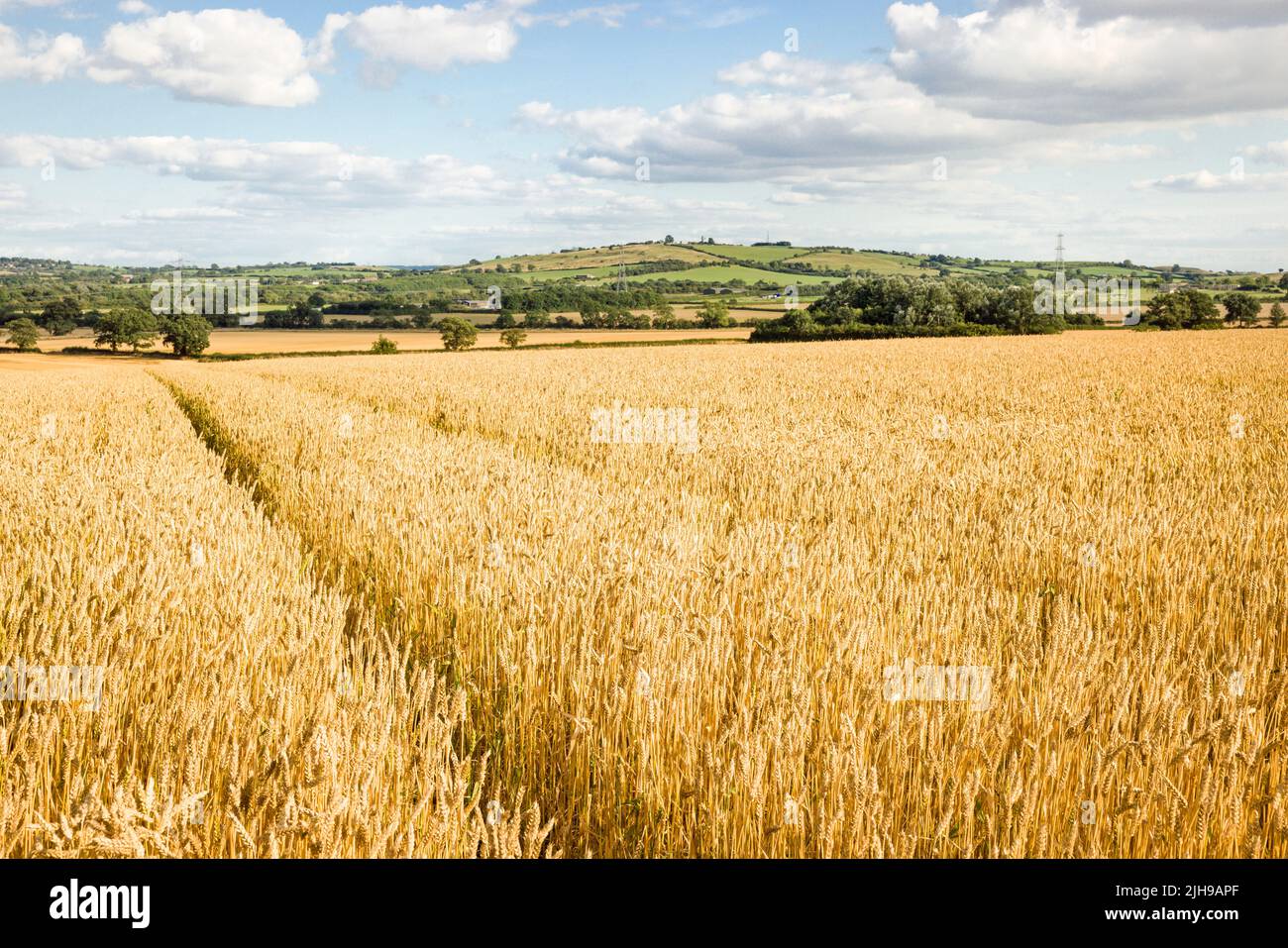Weizen wächst auf dem Land. Erntefeld in der Farmlandschaft, Buckinghamshire, Großbritannien Stockfoto