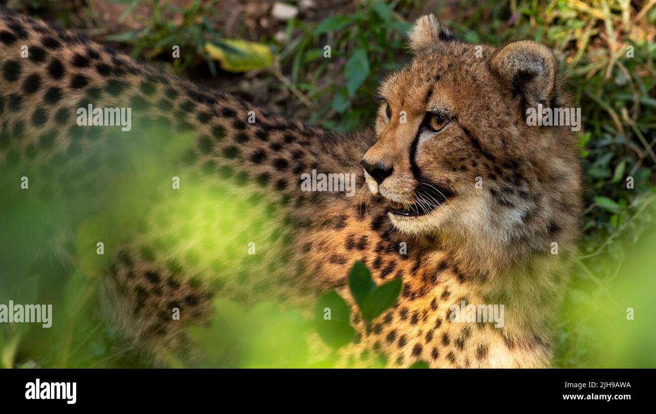 Porträt einer Chetah, die sich durch den Dschungel bewegt Stockfoto