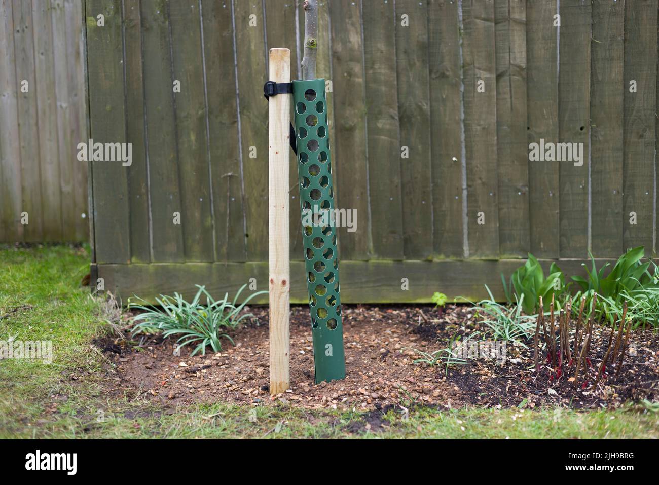Pflanzen von Bäumen im Garten, geschützt mit einem Pfahl und einem Baumschutzgitter, Großbritannien Stockfoto
