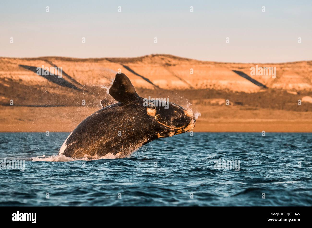 Südlicher rechter Walsprung, Halbinsel Valdes, UNESCO-Weltkulturerbe, Patagonien, Argentinien. Stockfoto