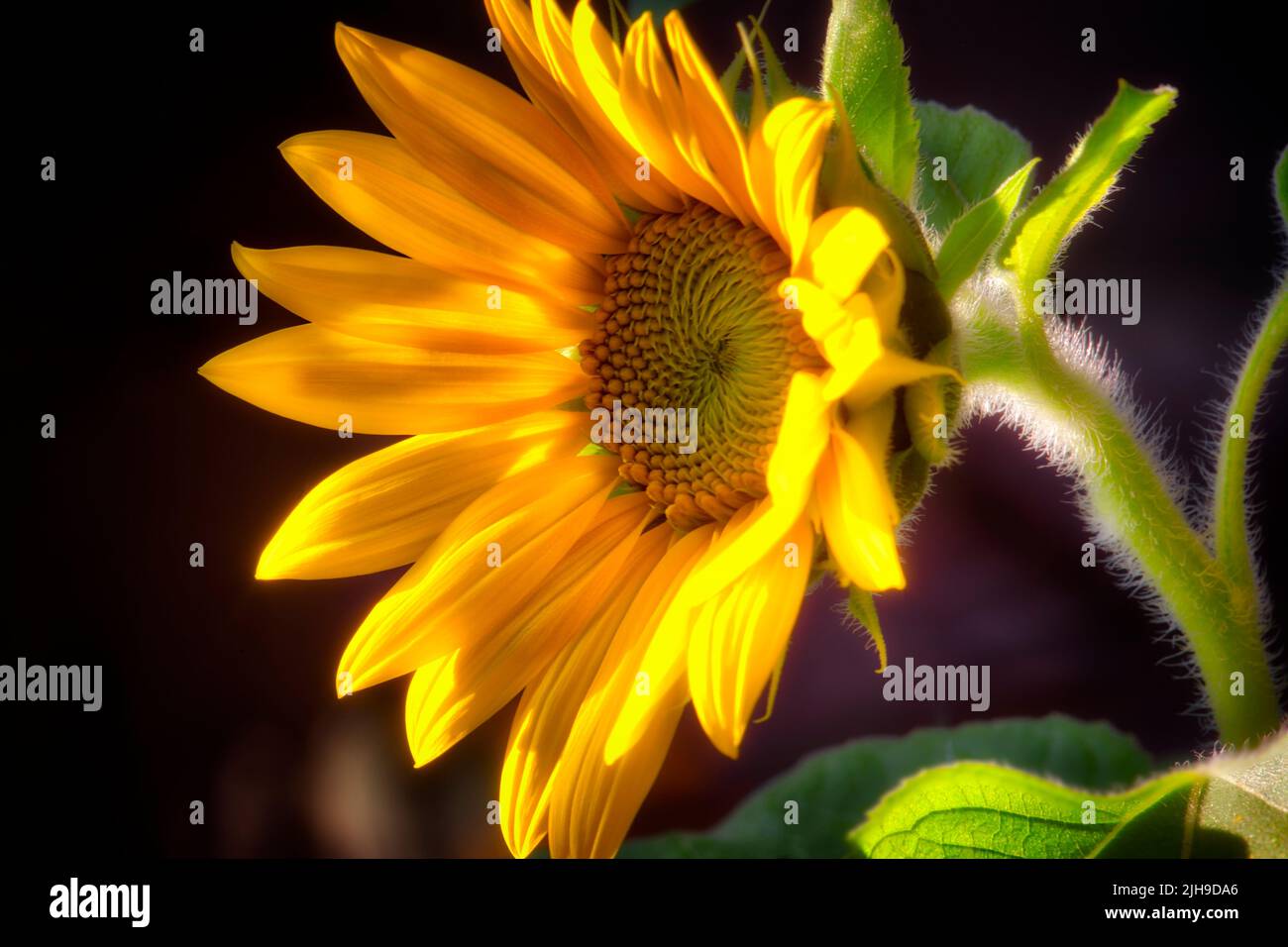 FLORA: Die Sonnenblume (Sonnenblume in HDR) Stockfoto