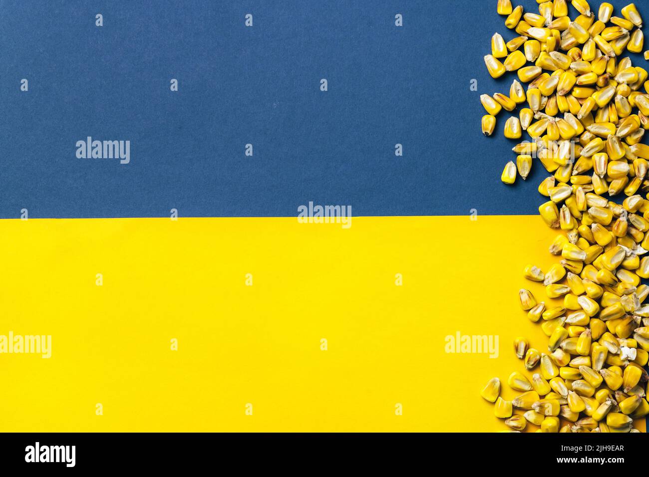 Maiskörner auf ukrainischer Flagge Hintergrund. Globale und europäische Getreide- und Weizenkrise nach Russlands Invasion der Ukraine 2022. Embargo und Sanktionen für die Ausfuhr von Getreide Stockfoto