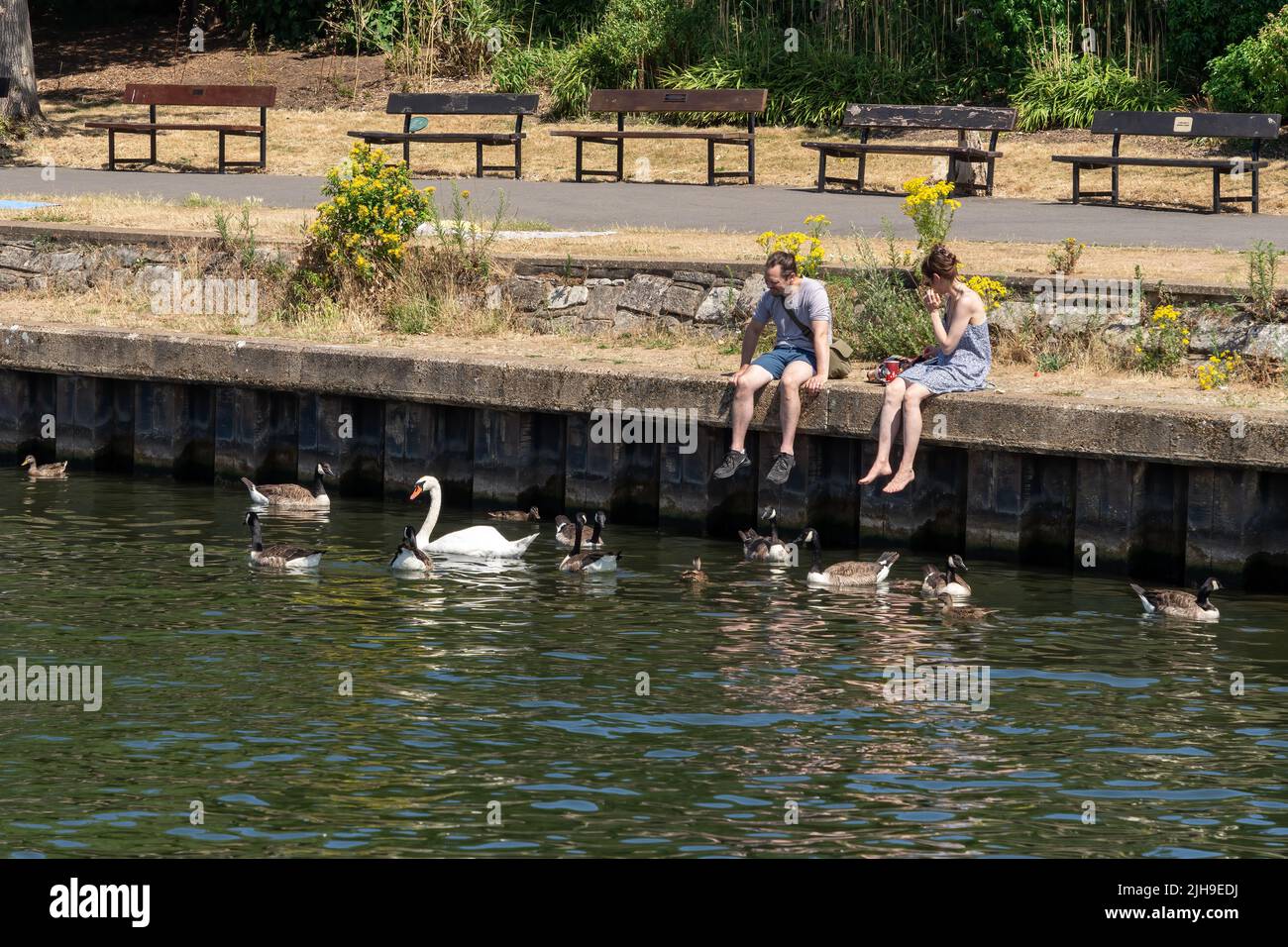 Surbiton Surrey, UK - July 15, 2022 :Menschen beobachten die Gänse und einen Schwan auf der Themse in Surbiton am 15. Juli 2022. Zwei nicht identifizierte Personen Stockfoto