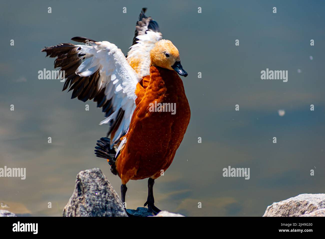 Ente in der Nähe des Teiches im Zoo schlägt seine Flügel Stockfoto