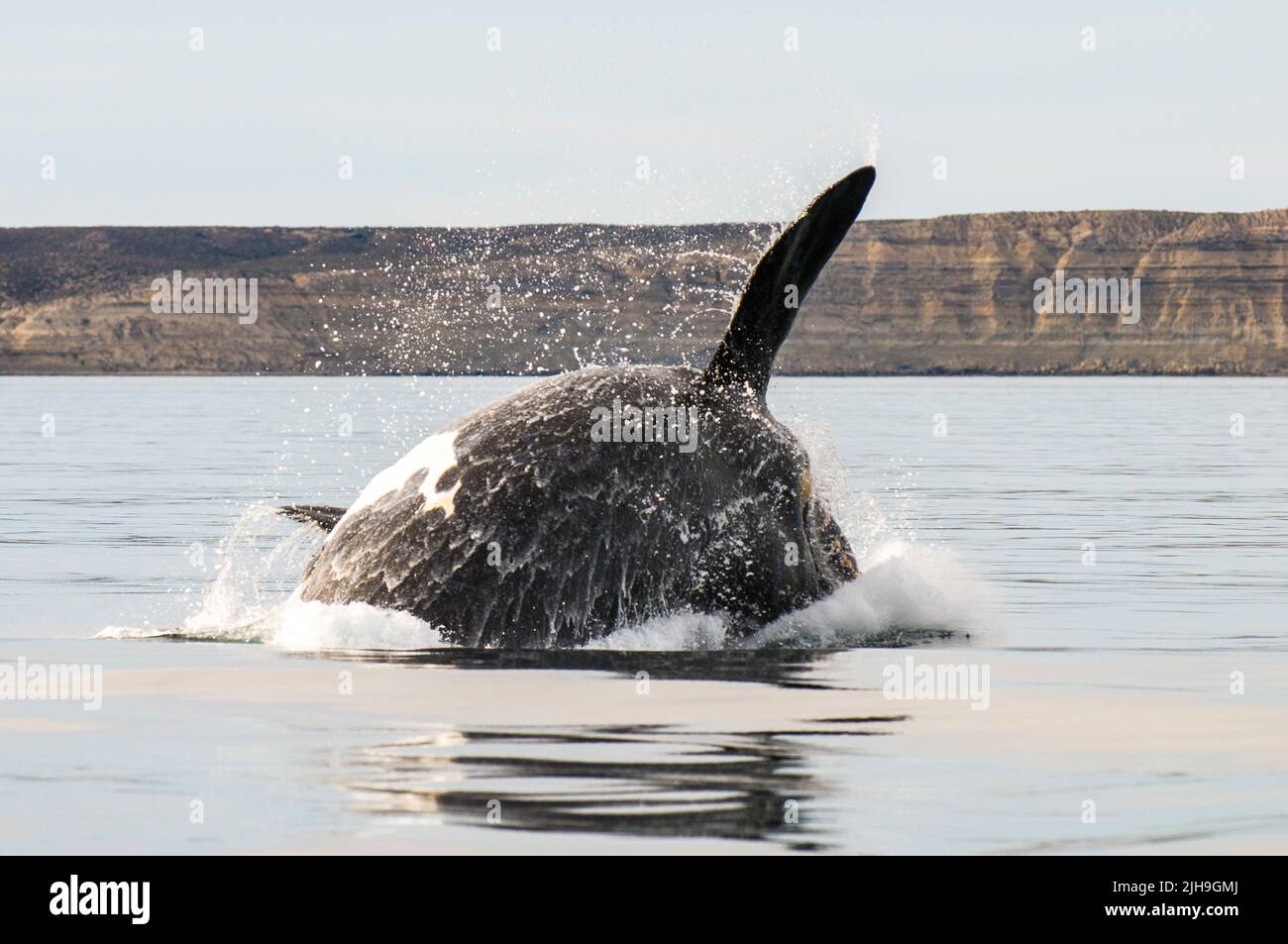 Südlicher rechter Walsprung, Halbinsel Valdes, UNESCO-Weltkulturerbe, Patagonien, Argentinien. Stockfoto