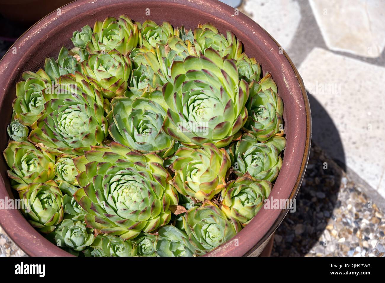 Sempervivum tectorum oder gewöhnlicher Hauswurz in einem Terrakottatopf Stockfoto