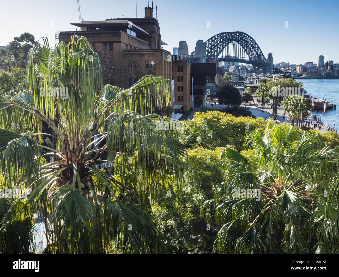 Kohlpalmen (Livistona australis) vor dem MCA und der Sydney Harbour Bridge, Sydney Cove, Circular Quay Stockfoto