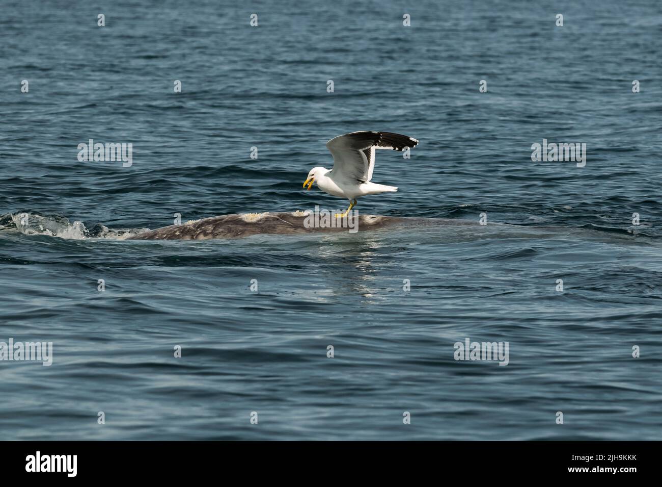 Right Whale Jumping , Eubalaena Autralis, glacialis, Patagonien , Peninsula Valdes, Patagonien, Argentinien Stockfoto