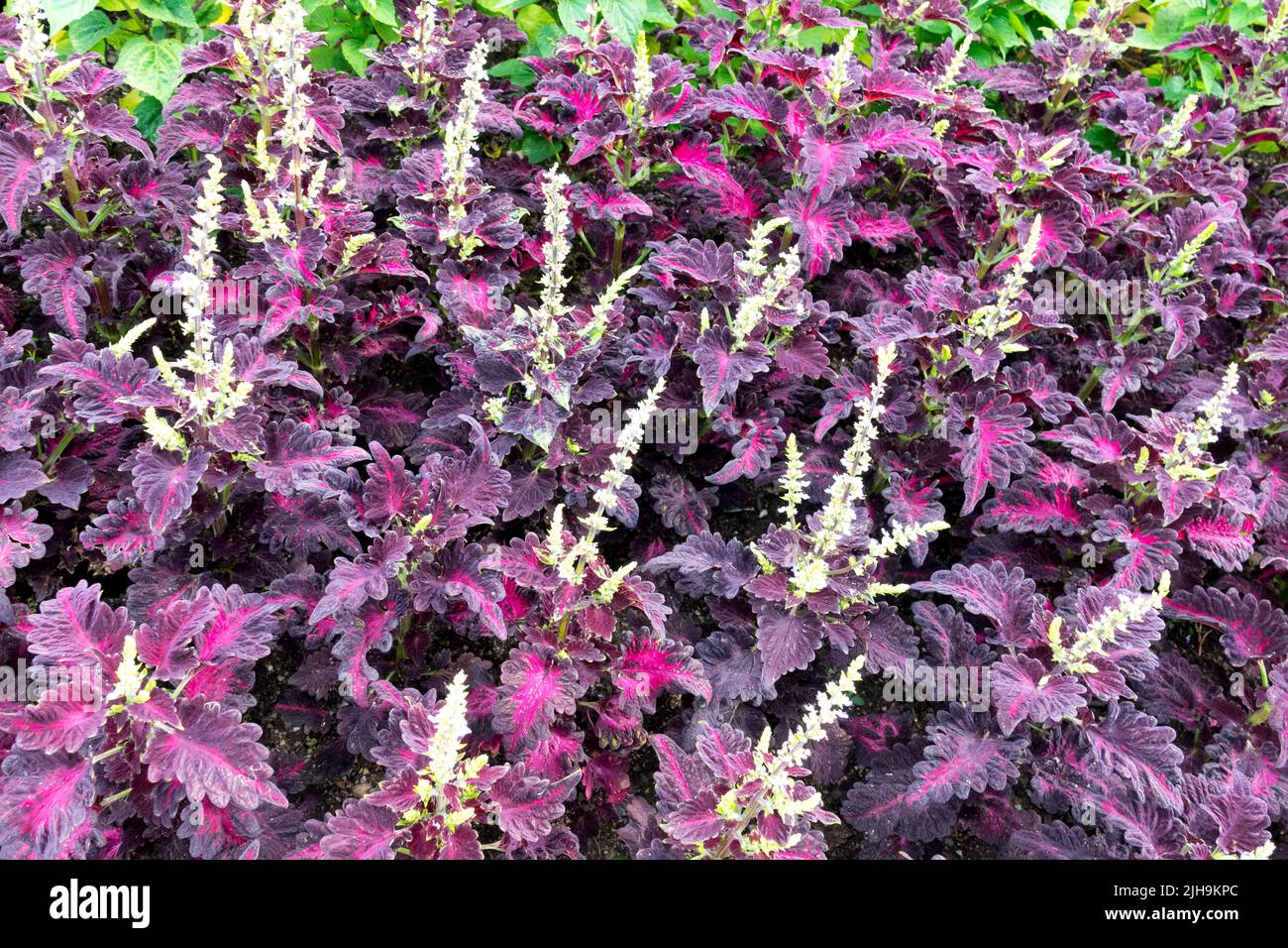 Jährlich, krautig, Pflanze, Coleus 'Schwarzer Drache', Blumenbeet Stockfoto
