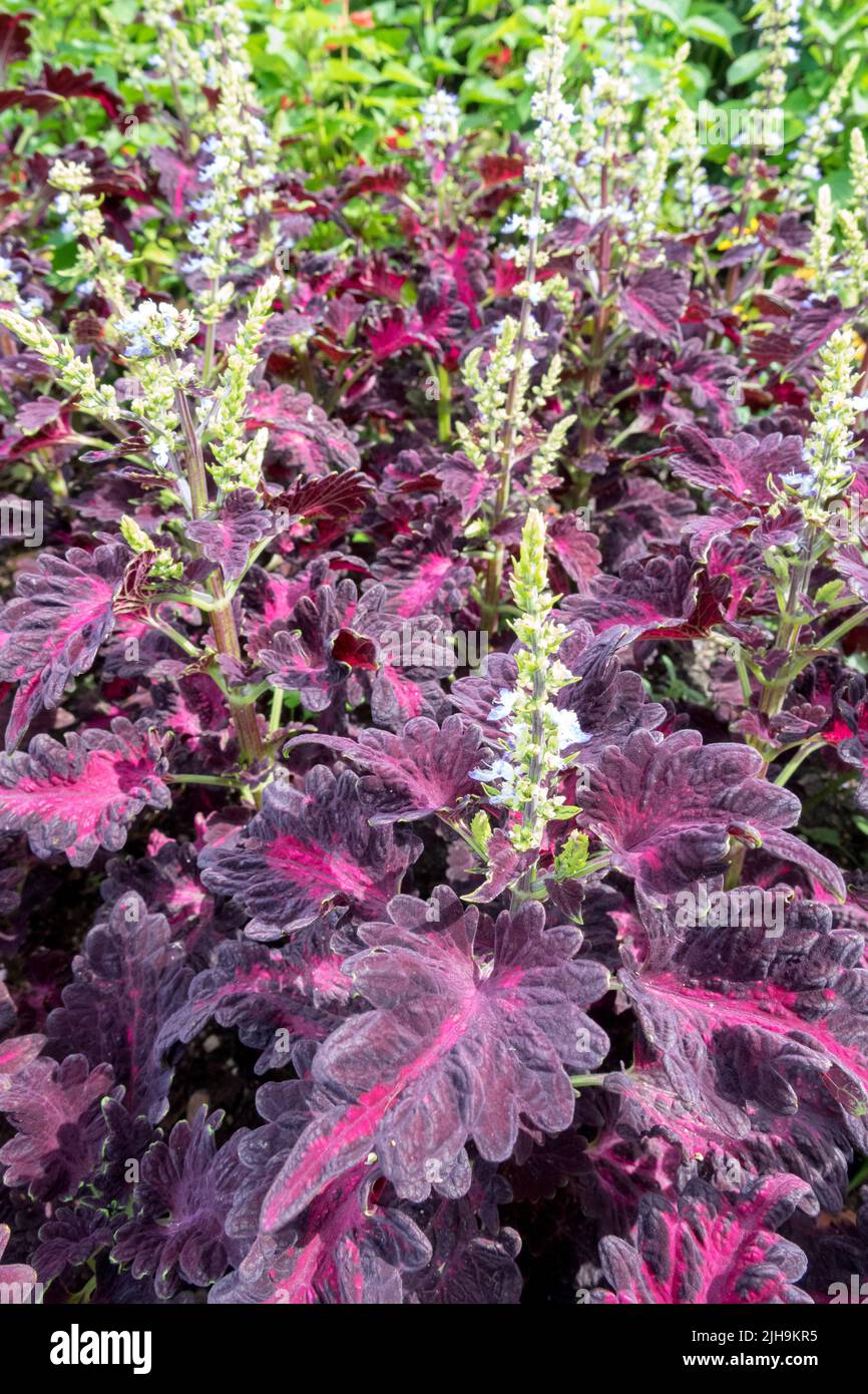 Coleus blumei - Coleus 'Black Dragon' Stockfoto