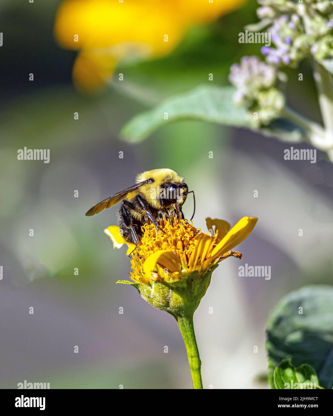 Hummel, Hummel, Gattung Bombus, Teil der Apidae, einer der Biene Familien. Stockfoto