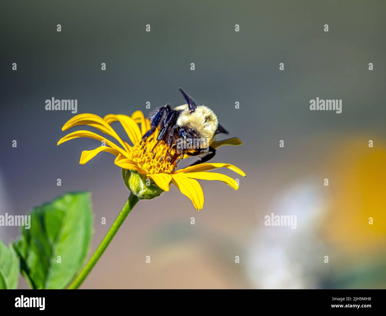 Hummel, Hummel, Gattung Bombus, Teil der Apidae, einer der Biene Familien. Stockfoto