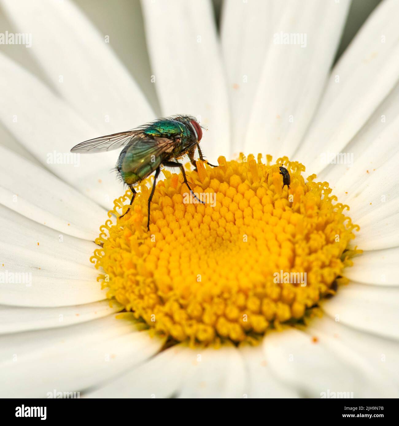 Nahaufnahme einer Fliege, die im Sommer auf einer Gänseblümchen-Blume in einem Garten im Hinterhof sitzt. Zoom von Gänseblümchen, die im Frühling auf einem Feld oder einer Wiese blühen. Blüte Stockfoto
