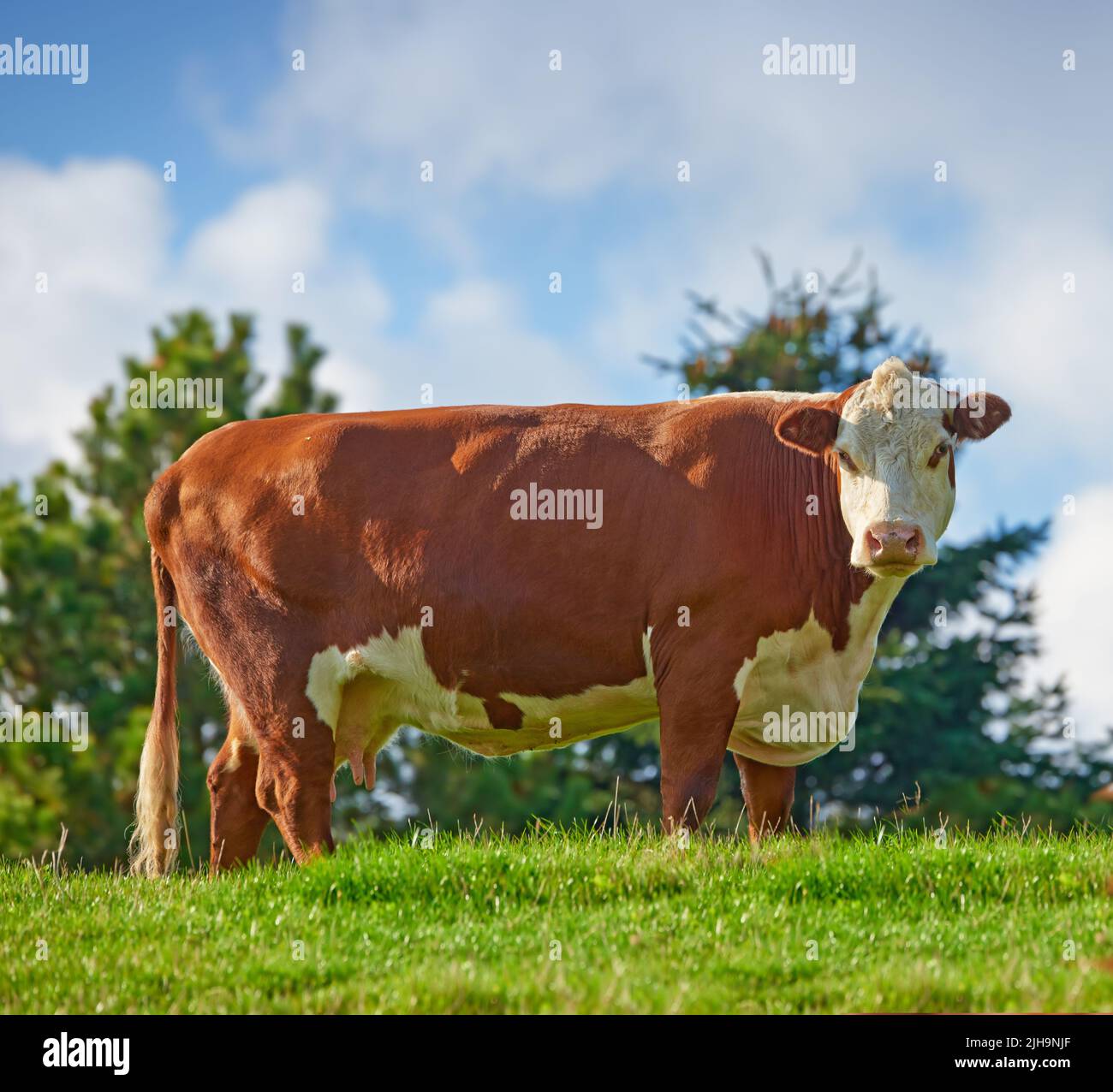 Eine große braune Kuh, die auf einem Feld oder Bauernhof auf dem Land mit blauem Himmel grast. Rinderbullen Vieh auf einem organischen und nachhaltigen Stockfoto
