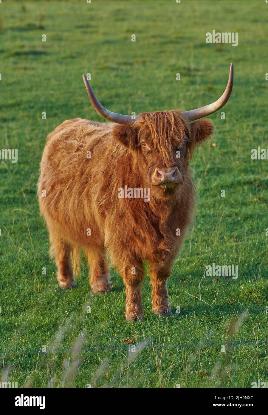 Zucht schottischer Rinder- und Viehzucht auf einer Rinderfarm für die Rindfleischindustrie. Landschaft mit Tieren in der Natur. Braune haarige Hochlandkuh mit Hörnern auf einem Stockfoto