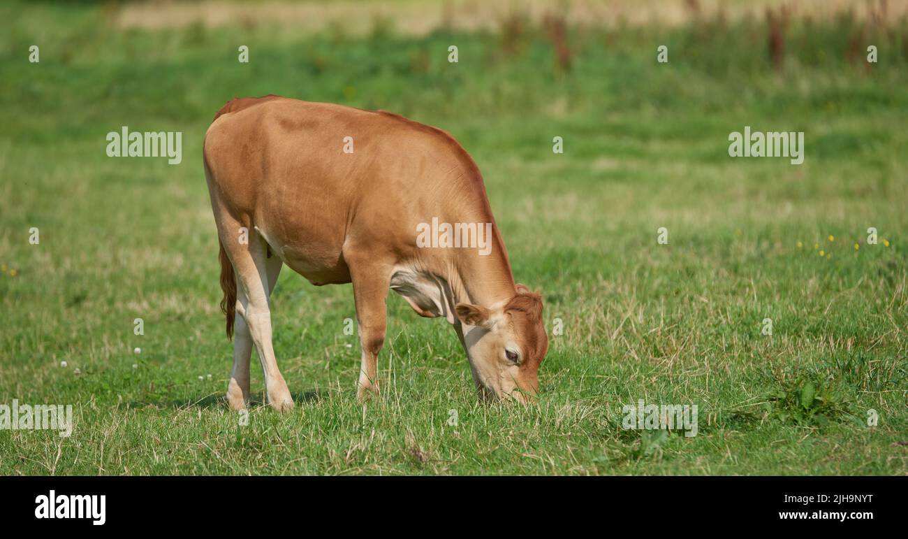 Braunes Kalb beim Fressen und Beweiden auf grünem Ackerland auf dem Land. Kuh oder Vieh auf einem offenen, leeren und abgeschiedenen grünen Wiese oder stehen Stockfoto