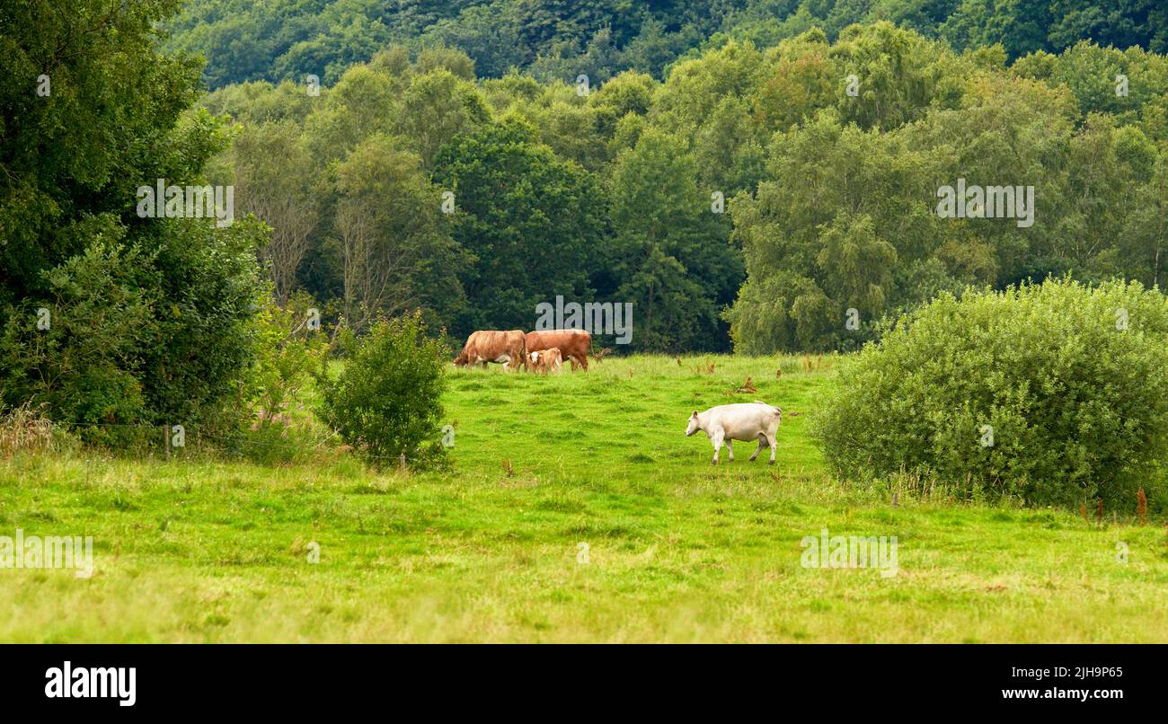 Braune und weiße Kühe auf einem Feld mit Bäumen im Hintergrund und Kopierraum. Rinder oder Nutztiere auf nachhaltigen landwirtschaftlichen Nutzflächen für Stockfoto