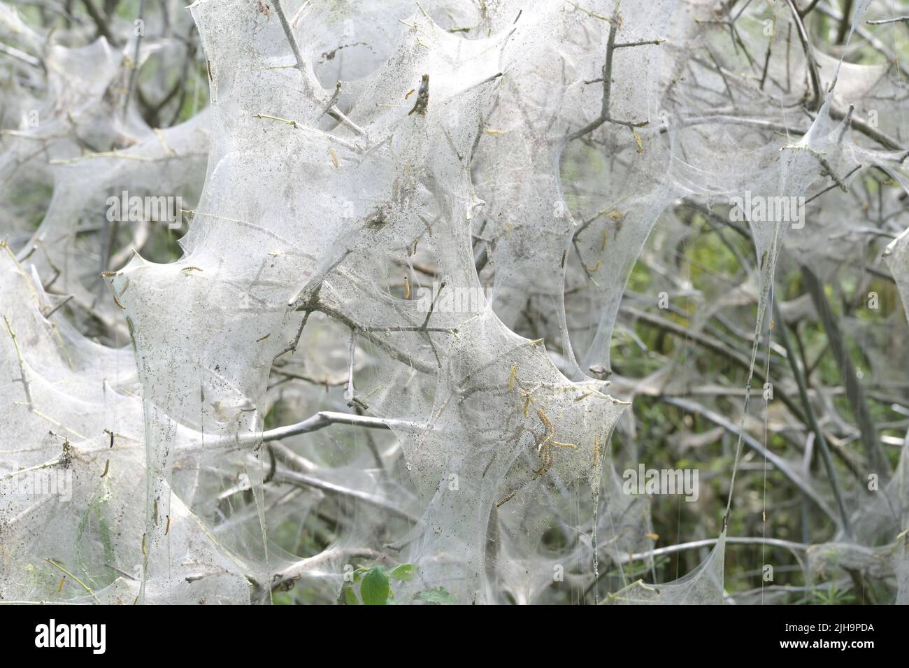 Nesting-Netz von Erminmottenraupen (Yponomeutidae), das die Äste eines Strauchs bedeckt, Kopierraum, ausgewählter Fokus, enge Schärfentiefe Stockfoto