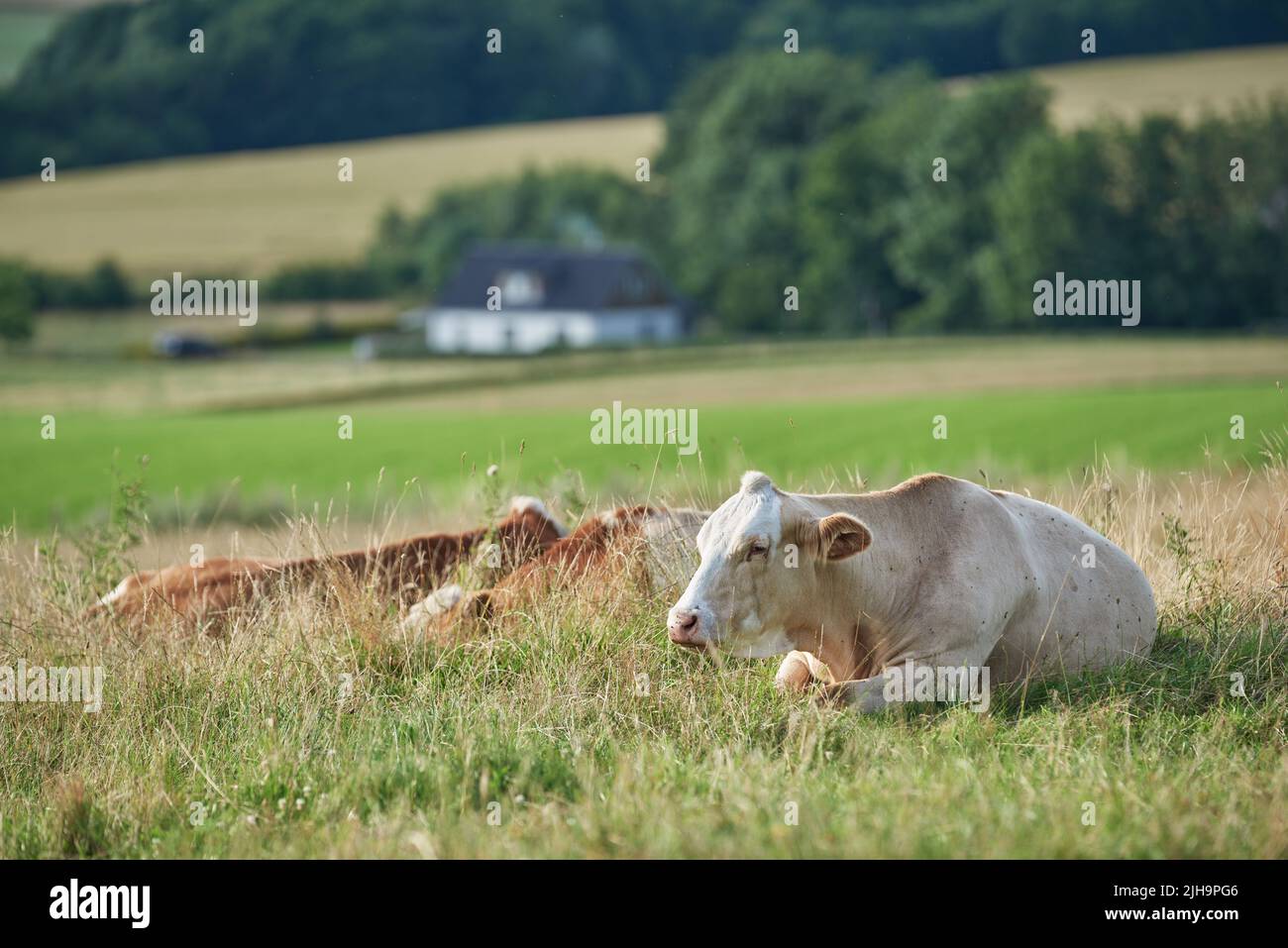 Braune und weiße Kühe liegen auf einem Feld und Ackerland im Hintergrund mit Kopierraum. Rinder oder Nutztiere auf einem nachhaltigen landwirtschaftlichen Betrieb Stockfoto