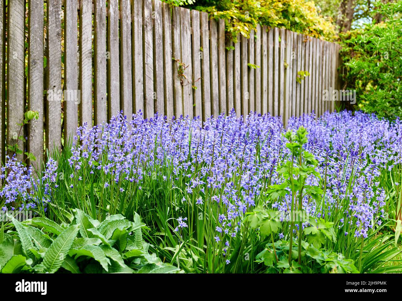 Ein lebendiger Strauß Bluebell-Blumen, der an einem Sommertag in einem Garten im Hinterhof wächst. Farbenfrohe und leuchtend violette Pflanzen blühen im Frühling im Freien Stockfoto