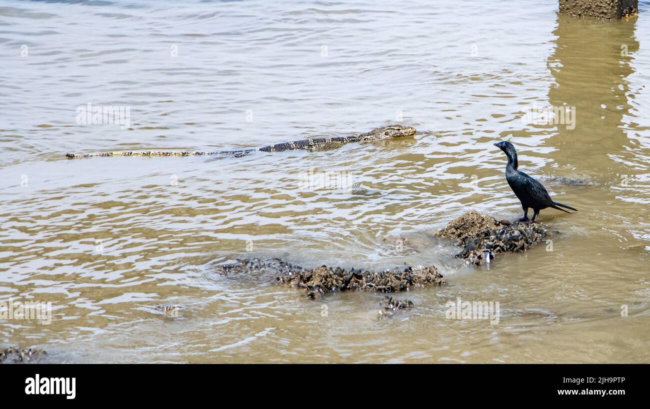 Ein kleiner Kormoran (Phalacrocorax niger) beobachtet den Echsenwassermonitor (Varanus-Salvator), der in Thailand herumschwimmt Stockfoto