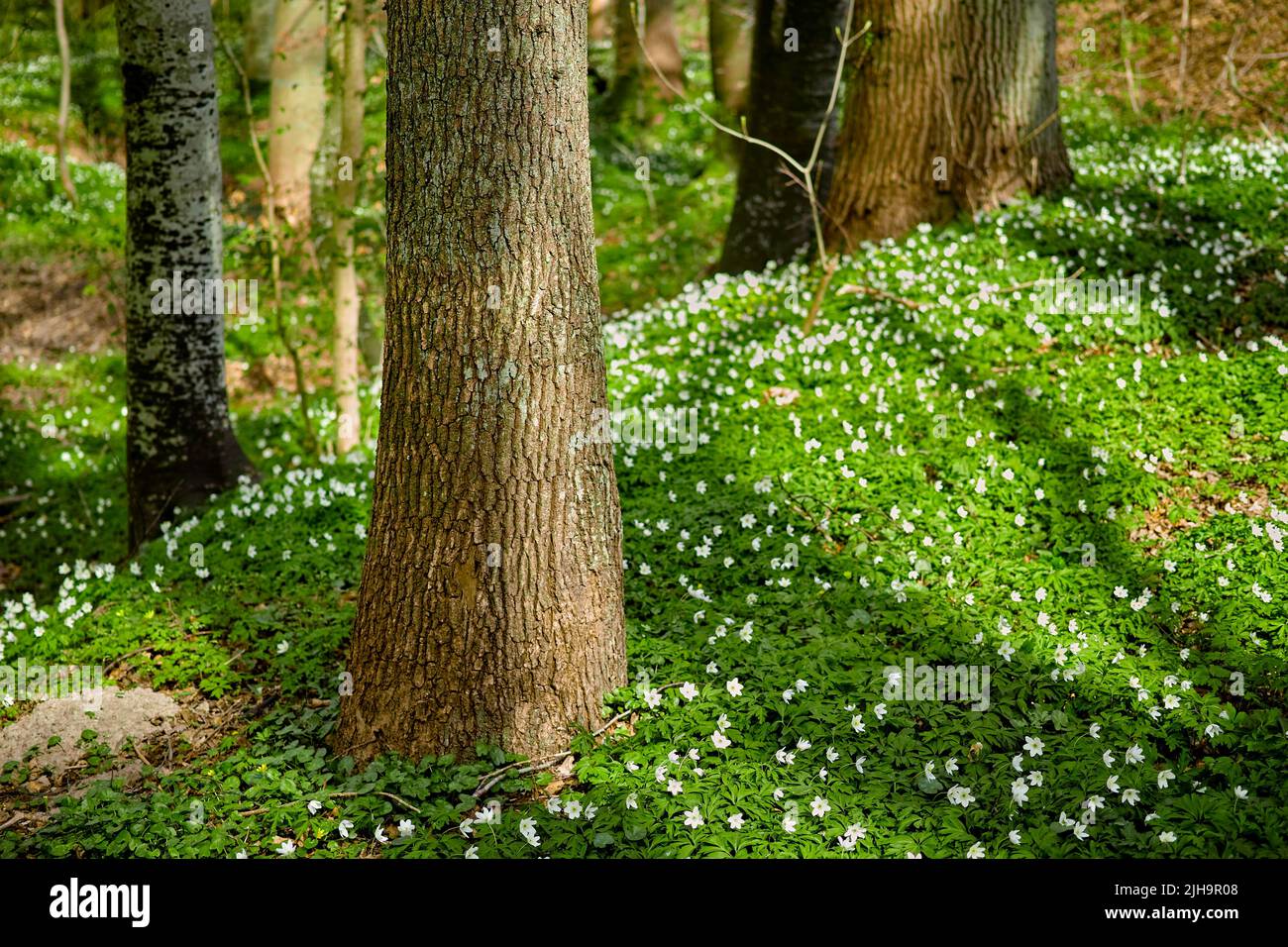 Wilde Bäume wachsen in einem Wald mit weißen Anemone nemorosa Blumen und grünen Pflanzen. Landschaftlich reizvolle Landschaft mit hohen Holzstämmen und üppigen Blättern in der Natur Stockfoto