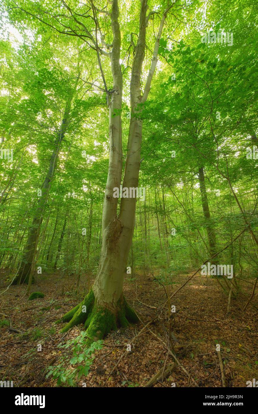 Moos bedeckt eine Birke im abgelegenen Wald, Umweltschutz und Naturschutzgebiet. Wälder mit feuchten Algen und Pilzwachstum in heiter Stockfoto