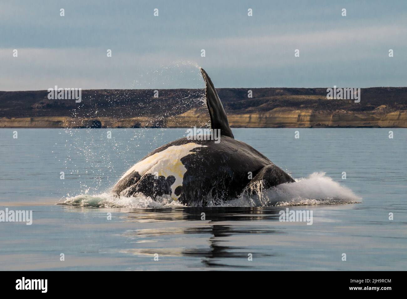 Südlicher rechter Walsprung, Halbinsel Valdes, UNESCO-Weltkulturerbe, Patagonien, Argentinien. Stockfoto