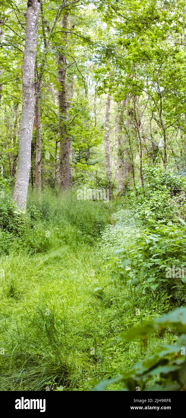 Landschaftsansicht eines Laubbaumwaldes im Sommer. Menschenleere und abgeschiedene Wälder, die für Abenteuer und Spaziergänge zum Spaß genutzt werden. Leere üppig grüne Wiesen Stockfoto