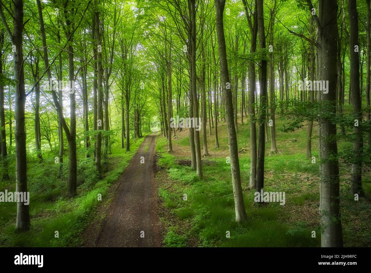 Verborgener Mysterienpfad, der durch Bäume in einem magischen Laubwald in einer abgelegenen, ruhigen und ruhigen Umgebung führt. Malerische Landschaft mit üppigen grünen Wäldern Stockfoto