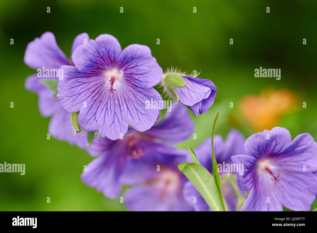 Blaue Geranienblüten wachsen im Sommer in einem Garten im Hinterhof. Schöne violett blühende Pflanze, die im Frühling auf einem Feld oder einer Wiese blüht Stockfoto