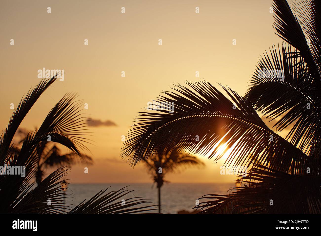 Palmen bei Sonnenuntergang mit einem Dämmerungshimmel und Meer über dem Horizont im Hintergrund mit Kopierfläche in La Palma, Kanarische Inseln, Spanien. Friedlich Stockfoto