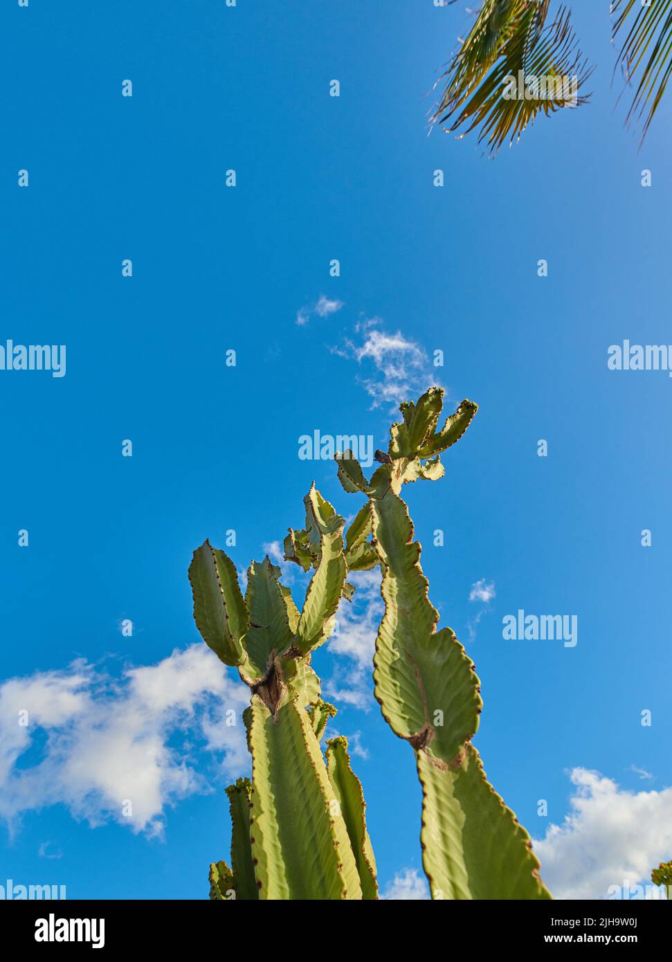 Grüne saftige Kaktuspflanzen wachsen vor blauem Himmel mit Wolken und kopieren Raum Hintergrund in La Palma, Spanien. Niedriger Winkel von pulsierenden opuntia-Kakteen Stockfoto
