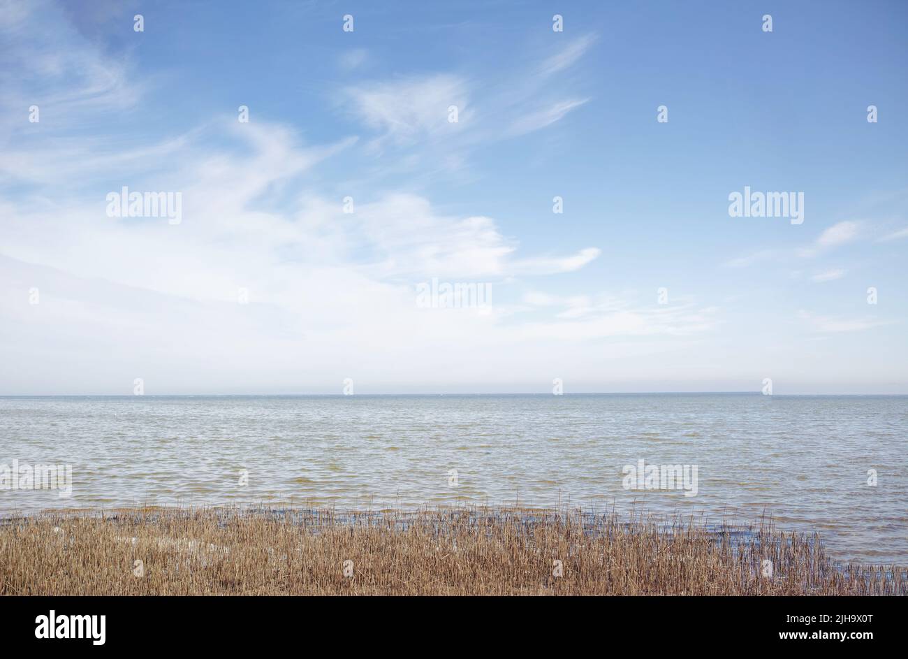 Copyspace mit Ozeanlandschaft und trockenem Grasland in Kattegat in Dänemark vor blauem Himmel Hintergrund. Schilfbüschel, die entlang der Küste wachsen Stockfoto