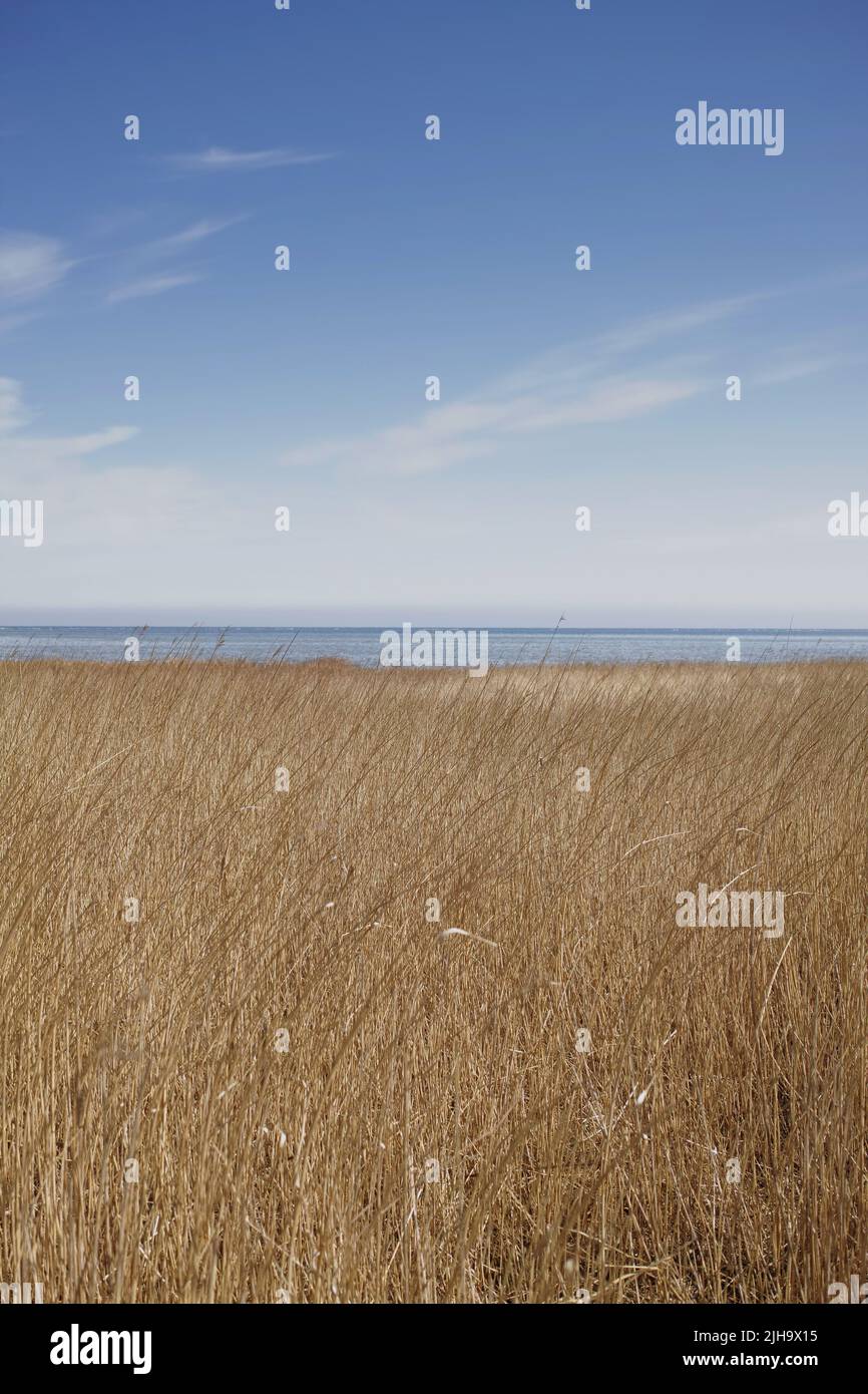 Schilflandschaft an einem See vor blauem Himmel Hintergrund mit Copyspace am Meer. Ruhiges Sumpfgebiet mit wildem Trockengras in Kattegat, Jütland, Dänemark Stockfoto